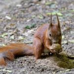 State AG Rob Bonta Caught in Controversy Over Alleged Compromising Video Involving Sheng Thao