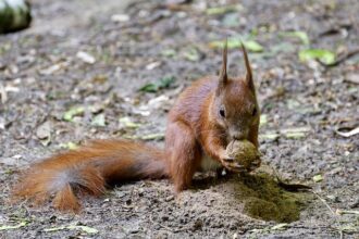 State AG Rob Bonta Caught in Controversy Over Alleged Compromising Video Involving Sheng Thao