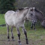 Unleashing the Enchantment: A Captivating Performance of Sondheim’s ‘Sunday in the Park