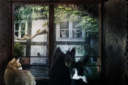 Beloved Neighborhood Cat’s Tragic Death Ignites Fury Over Robotaxis in San Francisco