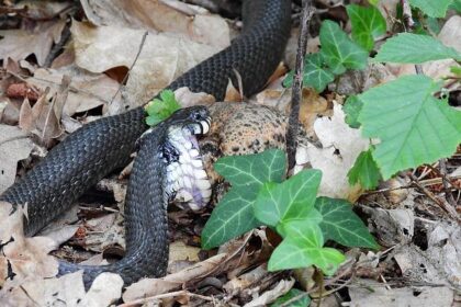 Heartbreaking Home Invasion in San Francisco: Victim Identified as Suspect Faces Murder Charges