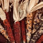 Thanksgiving Eve Chaos: One Injured in San Francisco Shooting