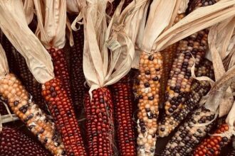 Thanksgiving Eve Chaos: One Injured in San Francisco Shooting