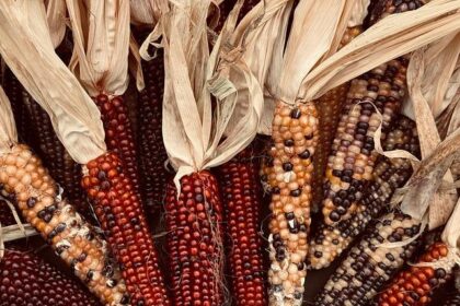 Thanksgiving Eve Chaos: One Injured in San Francisco Shooting