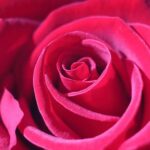 Stay Alert This Holiday Season: Healdsburg Police Warn of Craft Fair Scam!