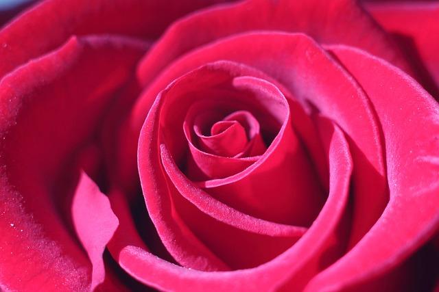 Stay Alert This Holiday Season: Healdsburg Police Warn of Craft Fair Scam!