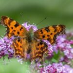 Santa Clara County’s Copper Crisis: The Hidden Costs of Rising Thefts