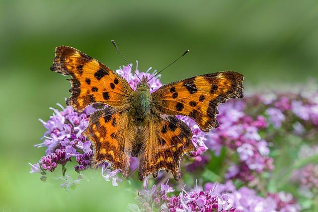 Santa Clara County’s Copper Crisis: The Hidden Costs of Rising Thefts
