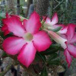 Heartbreaking Tragedy: UC Berkeley Student Identified Following Frat Party Incident