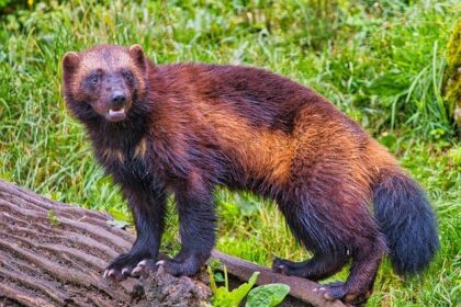Groundbreaking Eye Surgery for Wolverine at SF Zoo: A First for the Species!