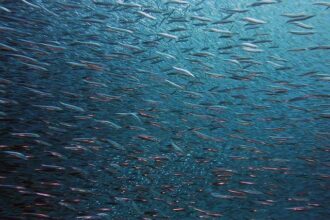 Unprecedented Earthquake Swarm Shakes San Francisco Bay Area with Powerful Tremors!