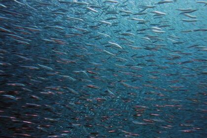 Unprecedented Earthquake Swarm Shakes San Francisco Bay Area with Powerful Tremors!