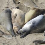 Highway 1 to Temporarily Close for Critical Emergency Response Training