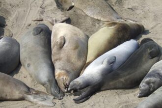 Highway 1 to Temporarily Close for Critical Emergency Response Training