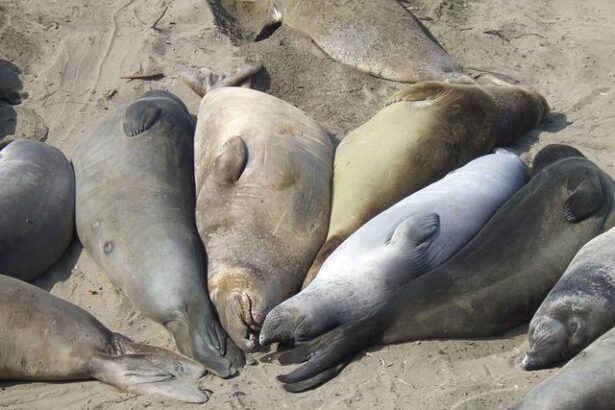 Highway 1 to Temporarily Close for Critical Emergency Response Training