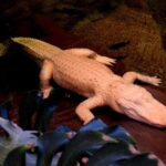 Remembering Claude: San Francisco’s Cherished Albino Alligator Leaves a Lasting Legacy at 30