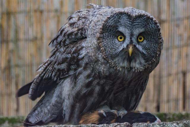 Major BART Disruptions: Medical Emergency Strikes West Oakland