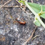 Community on Edge: Man Arrested in SoMa’s Shocking Fatal Shooting