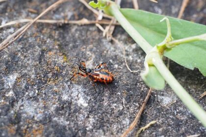 Community on Edge: Man Arrested in SoMa’s Shocking Fatal Shooting