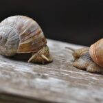 Unraveling Tragedy: Investigation Underway into Police Shooting of Former Deputy After Son’s Heartbreaking Stabbing in Elk Grove