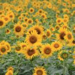 Experience the Magic: Explore San Francisco’s Vibrant Spectrum of Illuminated Architecture!