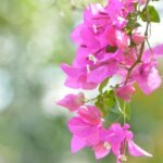 Santa Cruz County Head Start Program at a Crossroads: Navigating Change After Longtime Operator Steps Down