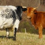 Inside the Viral Waymo Standoff: The Shocking Events in San Francisco