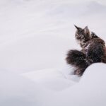 Experience the Magic of the Holidays with ‘Georgiana and Kitty: Christmas at Pemberley