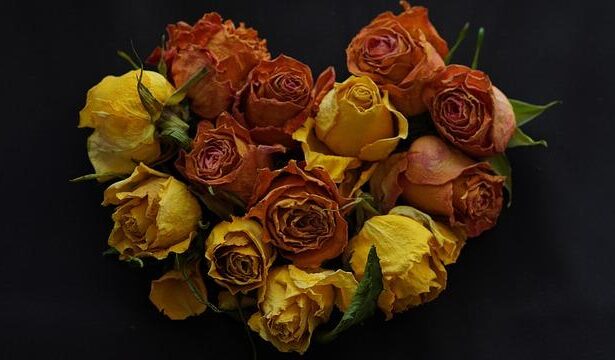 Vicha Ratanapakdee Murder Trial: A Crucial Moment in the Battle Against Anti-Asian Hate