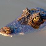 West Contra Costa Teachers’ Union and District Reach Tentative Agreement, Easing Tensions!