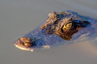 West Contra Costa Teachers’ Union and District Reach Tentative Agreement, Easing Tensions!