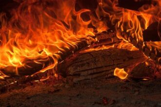 Desperate Plea from Brentwood Vet Hospital: Help Us Find Stolen Pet Ashes!