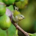 Clash of Titans: A Thrilling Week 15 Showdown Between the Tennessee Titans and San Francisco 49ers!