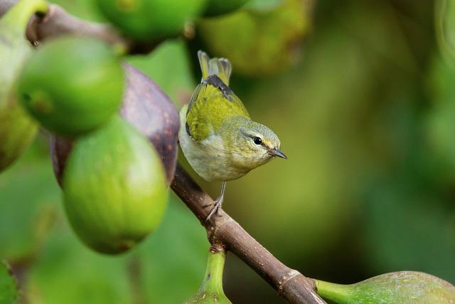 Clash of Titans: A Thrilling Week 15 Showdown Between the Tennessee Titans and San Francisco 49ers!