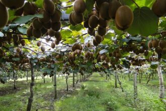 Tragic Hayward Explosion: Remembering a Resilient Family