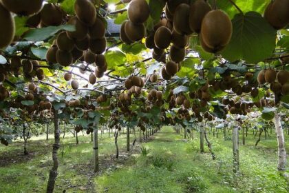 Tragic Hayward Explosion: Remembering a Resilient Family