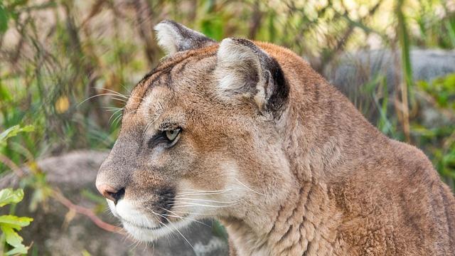 Surprise Encounter: Mountain Lion Strolls Right Up Homeowner’s Driveway!