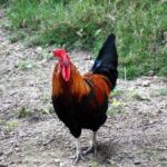 Don’t Miss These Must-See Events: Chanticleer, ‘Shantyoke,’ D.L. Hughley, Sommore, ‘Hip Hop Nutcracker,’ and the Timeless ‘Charlie Brown Christmas