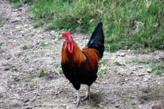 Don’t Miss These Must-See Events: Chanticleer, ‘Shantyoke,’ D.L. Hughley, Sommore, ‘Hip Hop Nutcracker,’ and the Timeless ‘Charlie Brown Christmas