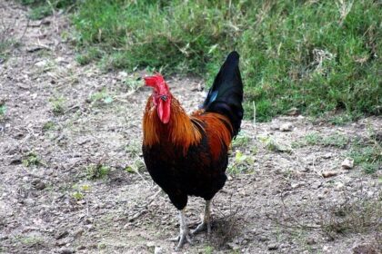 Don’t Miss These Must-See Events: Chanticleer, ‘Shantyoke,’ D.L. Hughley, Sommore, ‘Hip Hop Nutcracker,’ and the Timeless ‘Charlie Brown Christmas