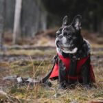 Heartwarming Rescue: Beloved French Bulldog Reunited After Mysterious Disappearance in Oakland!