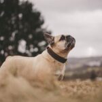 Lost and Found: Hank the French Bulldog Returns Home Safe!