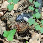 Tragic Family Dispute in Concord Claims Life of Victim