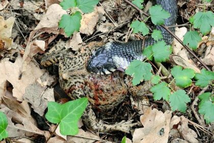 Tragic Family Dispute in Concord Claims Life of Victim