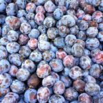 From Farm to Festivity: Transforming Organic Harvests into Stunning Holiday Wreaths!