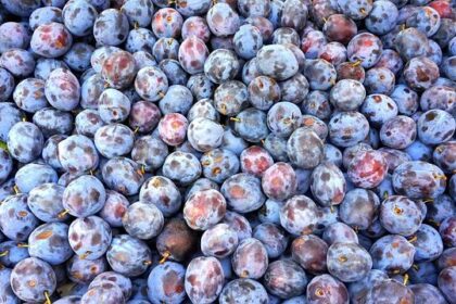 From Farm to Festivity: Transforming Organic Harvests into Stunning Holiday Wreaths!