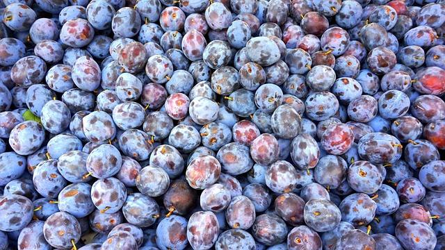 From Farm to Festivity: Transforming Organic Harvests into Stunning Holiday Wreaths!