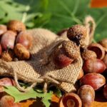 Experience Hassle-Free Travel: OAK Airport’s Guest Pass for Non-Ticketed Visitors!