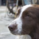 Christmas Miracle: Lost Dog Reunited with Family on I-80!