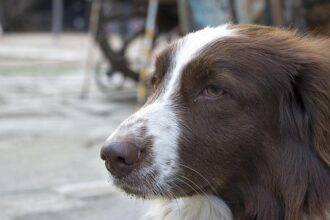 Christmas Miracle: Lost Dog Reunited with Family on I-80!